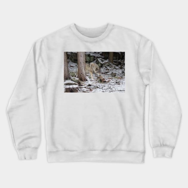 Eastern Gray Wolf Crewneck Sweatshirt by jaydee1400